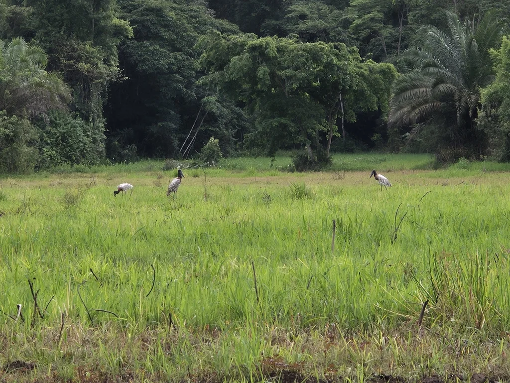 裸颈鹳(Jabiru mycteria)