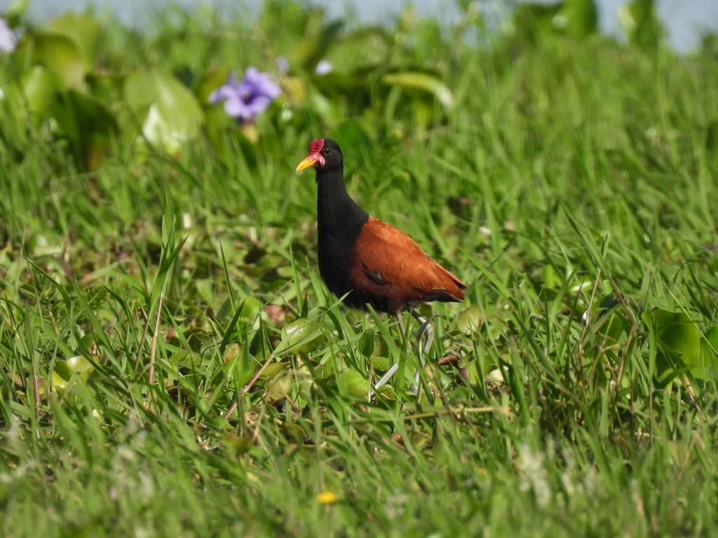 肉垂水雉(Jacana jacana)
