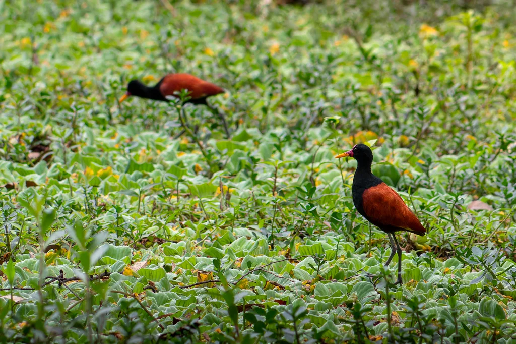 肉垂水雉(Jacana jacana)