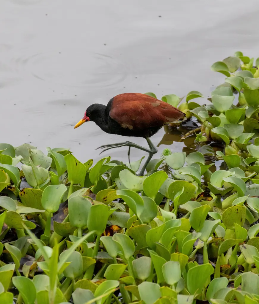 肉垂水雉(Jacana jacana)