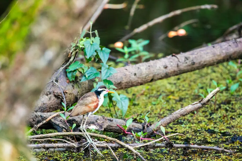 肉垂水雉(Jacana jacana)