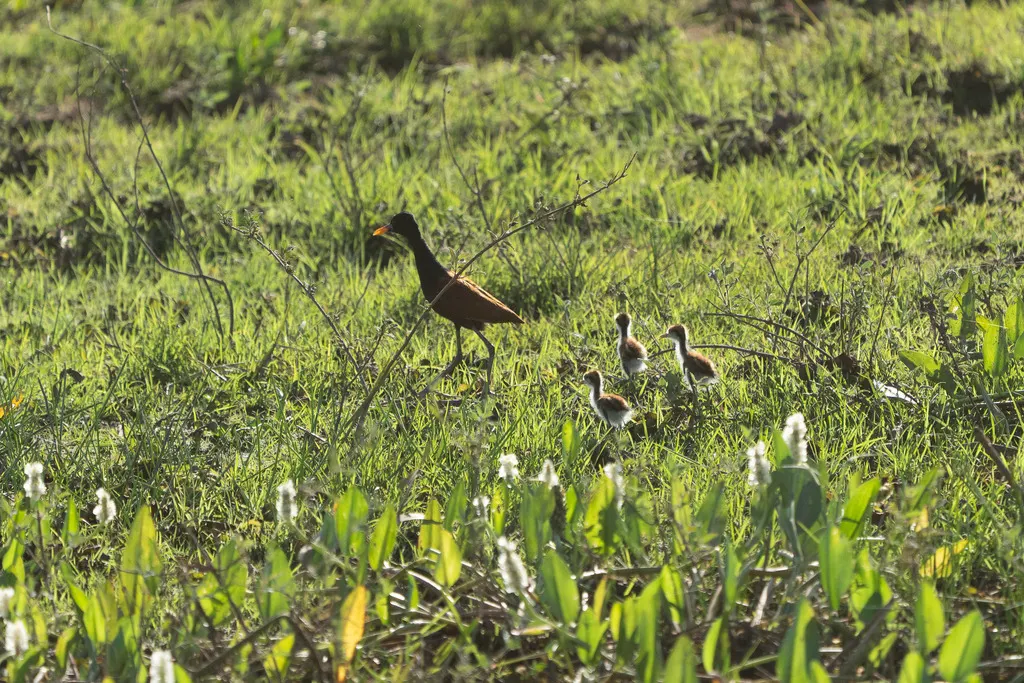 肉垂水雉(Jacana jacana)