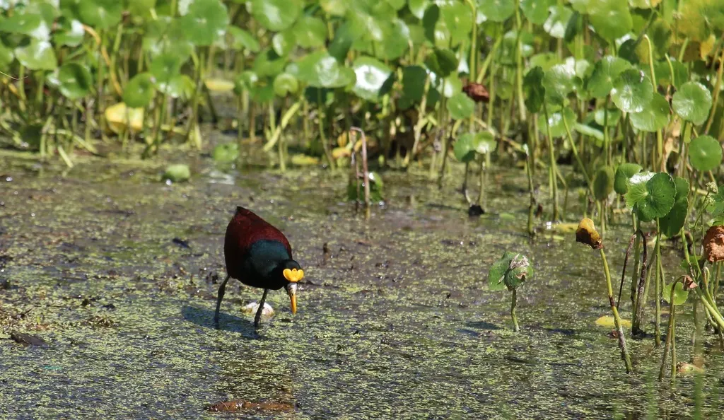 美洲水雉(Jacana spinosa)