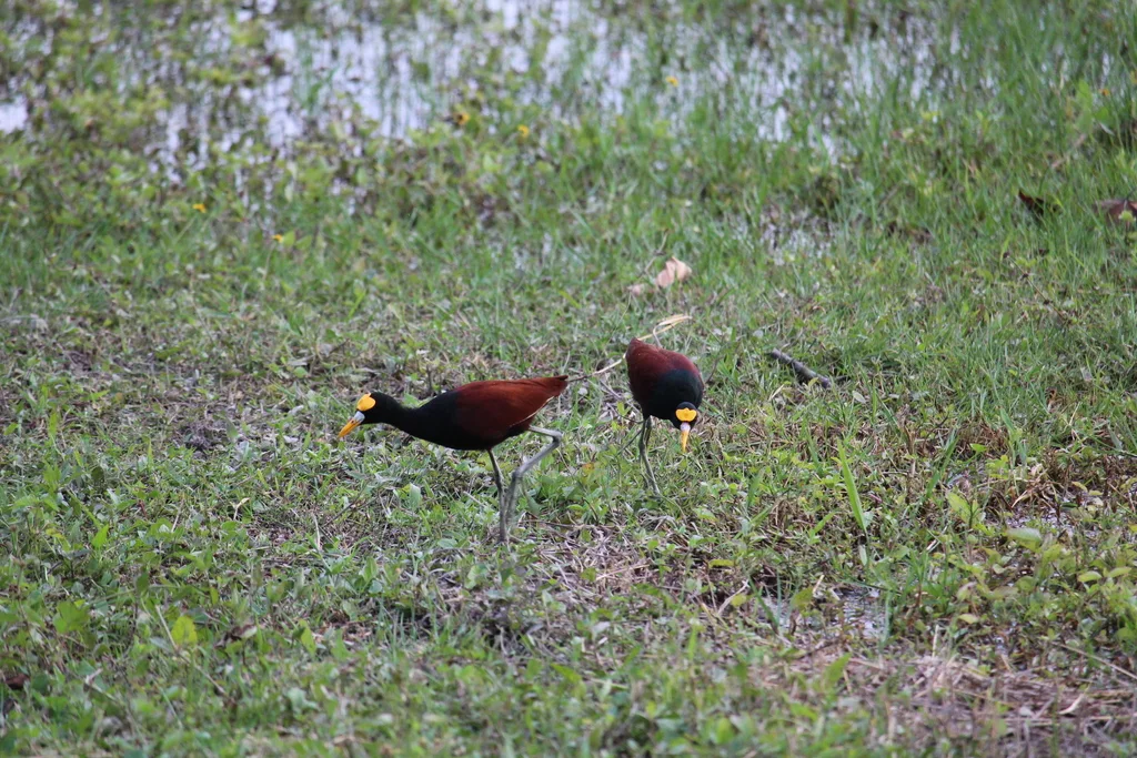 美洲水雉(Jacana spinosa)