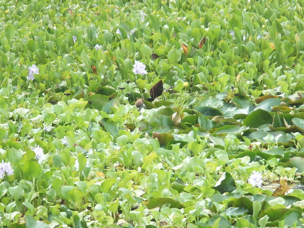 美洲水雉(Jacana spinosa)