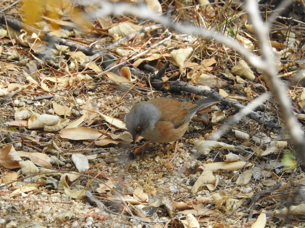 淡墨西哥灯草鹀(Junco bairdi)