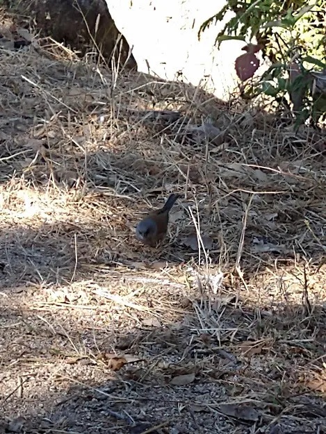 淡墨西哥灯草鹀(Junco bairdi)