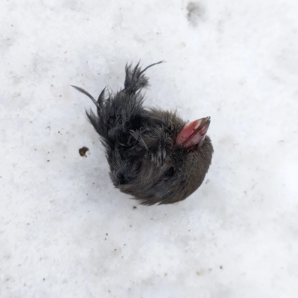 暗眼灯草鹀（Junco hyemalis）
