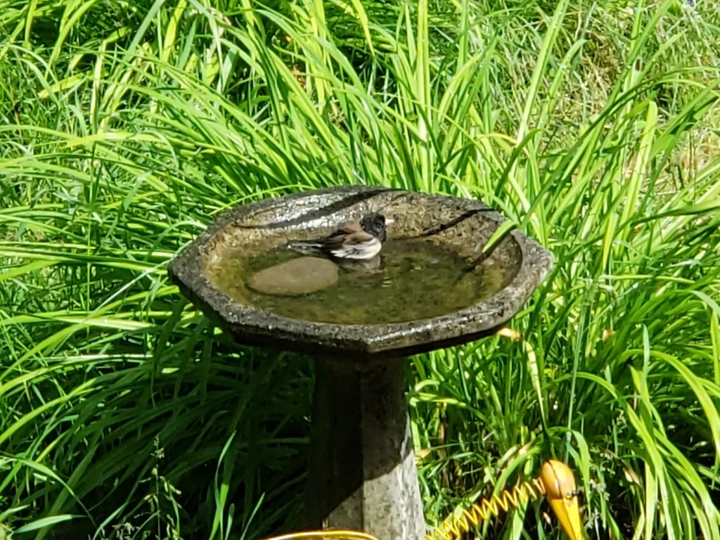 暗眼灯草鹀（Junco hyemalis）