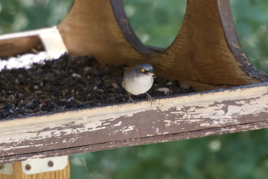墨西哥灯草鹀(Junco phaeonotus)