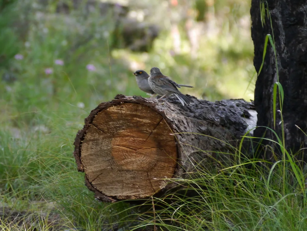 墨西哥灯草鹀(Junco phaeonotus)