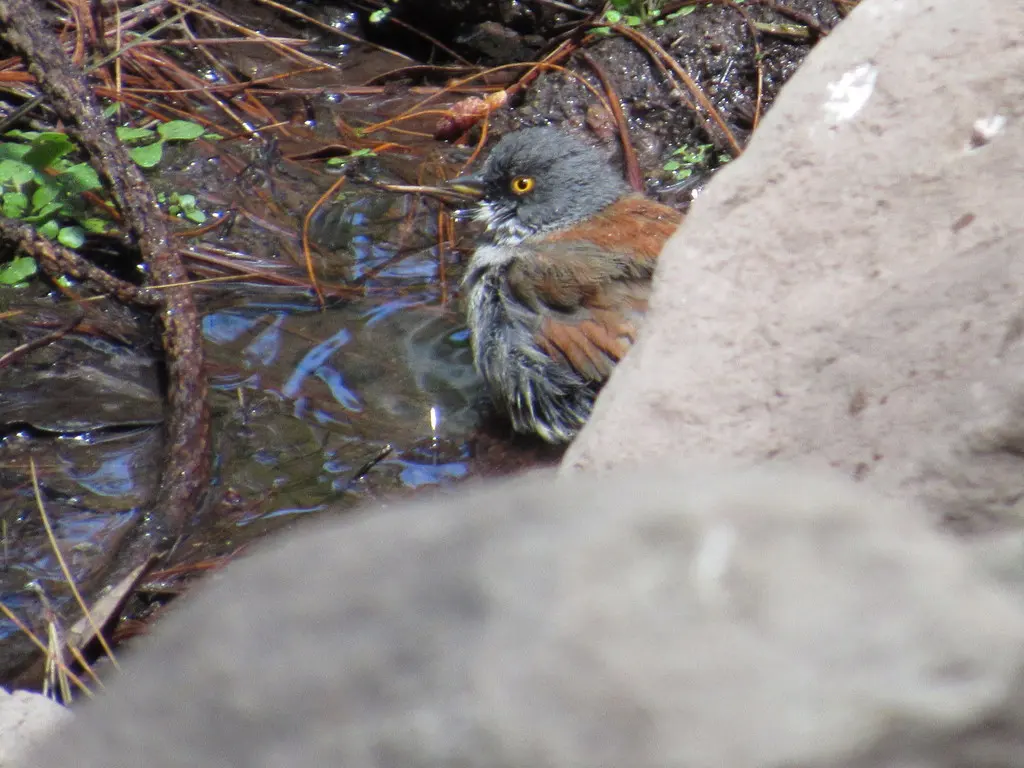 墨西哥灯草鹀(Junco phaeonotus)