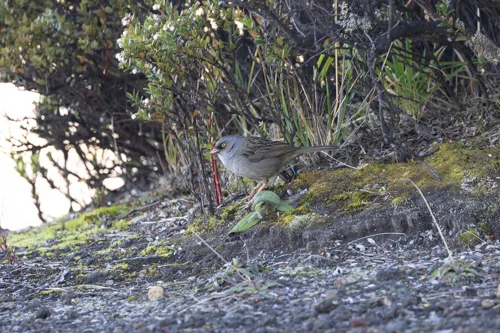 黄眼灯草鹀(Junco vulcani)