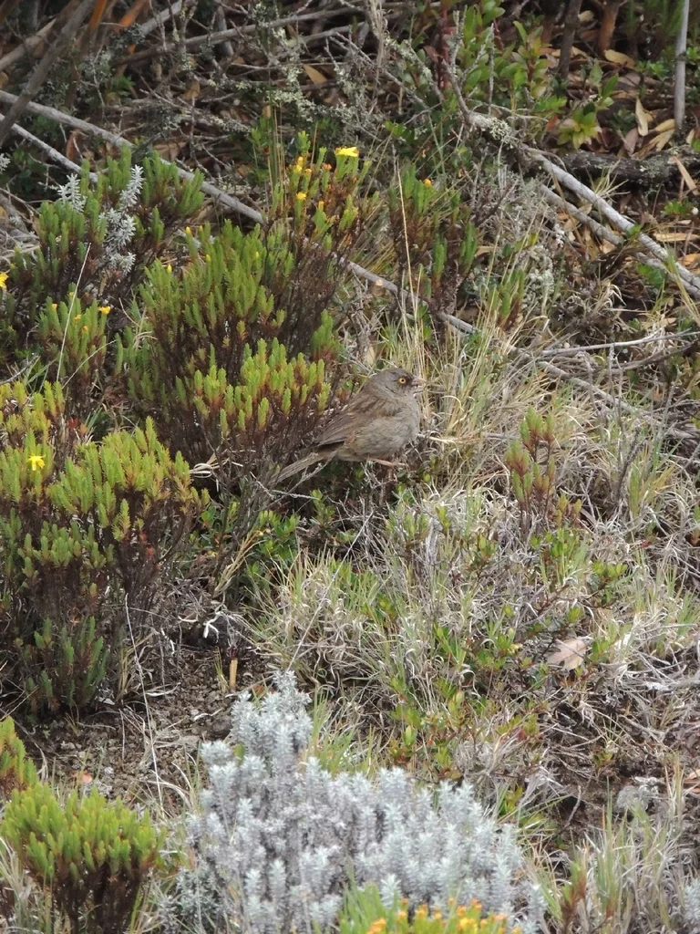 黄眼灯草鹀(Junco vulcani)