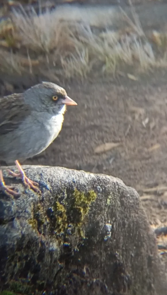 黄眼灯草鹀(Junco vulcani)