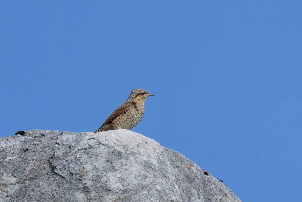 蚁䴕(Jynx torquilla)