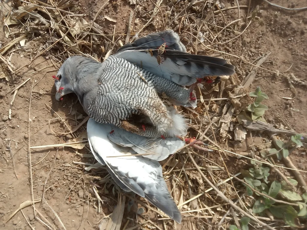 食蜥鵟(Kaupifalco monogrammicus)