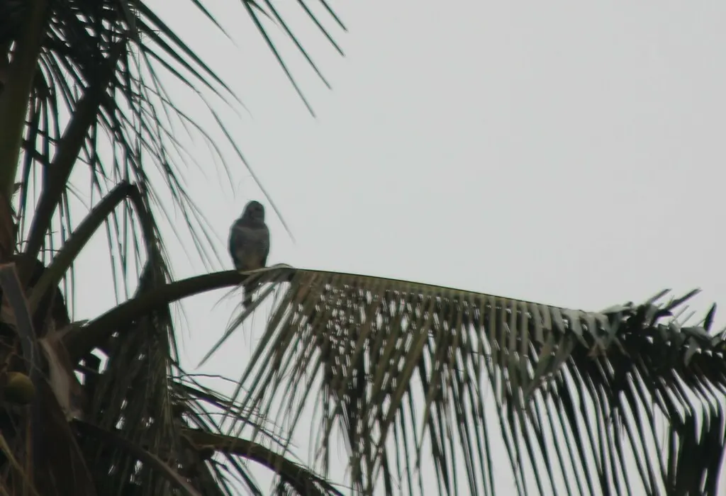 食蜥鵟(Kaupifalco monogrammicus)