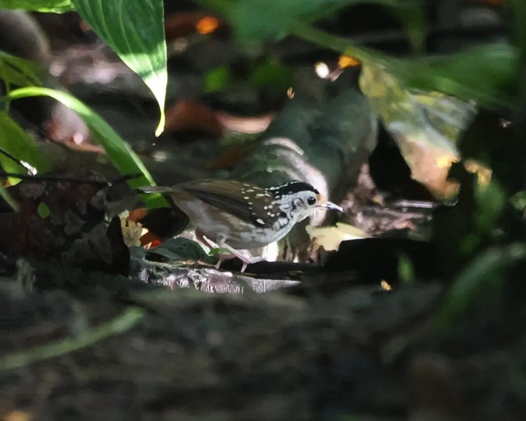 纹鹪鹛(Kenopia striata)