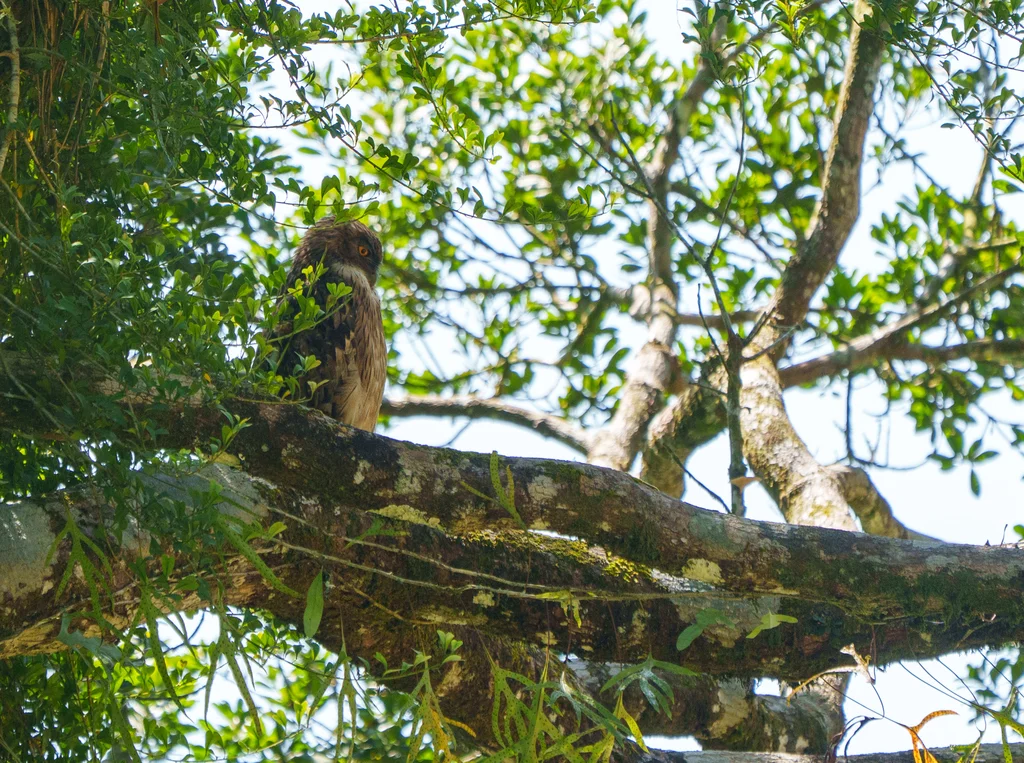 褐渔鸮（Ketupa zeylonensis）