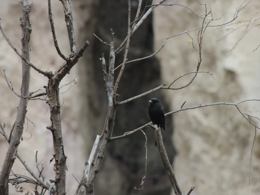 白翅黑霸鹟(Knipolegus aterrimus)
