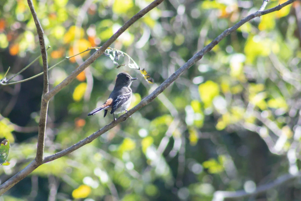 巴西黑霸鹟(Knipolegus franciscanus)