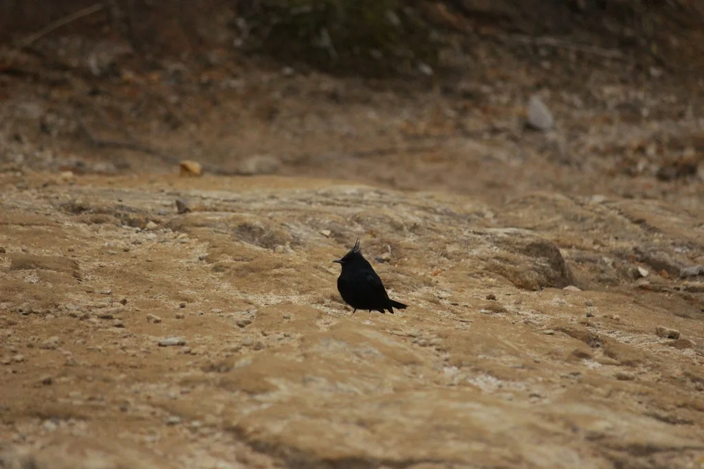 冠黑霸鹟(Knipolegus lophotes)