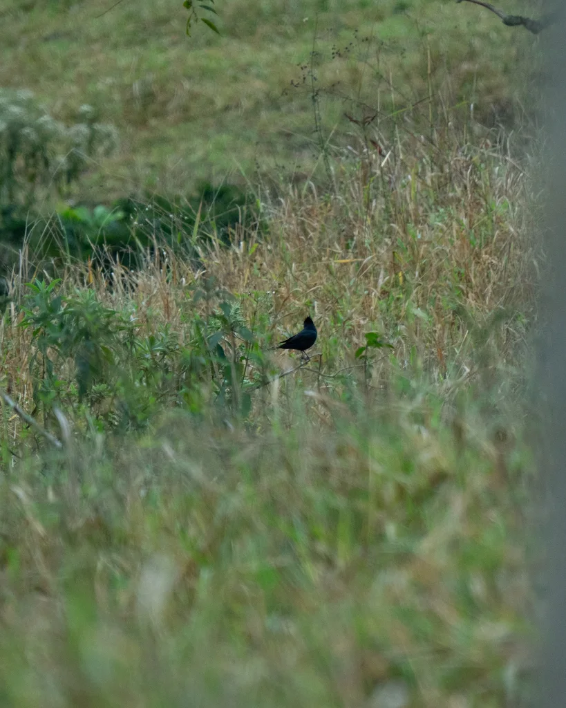 冠黑霸鹟(Knipolegus lophotes)