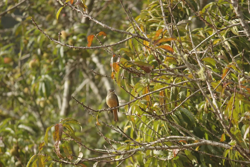 棕尾霸鹟（Knipolegus poecilurus）