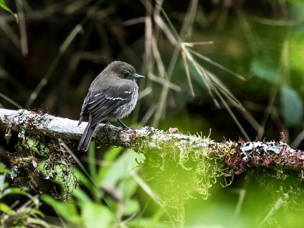 秘鲁丛霸鹟(Knipolegus signatus)