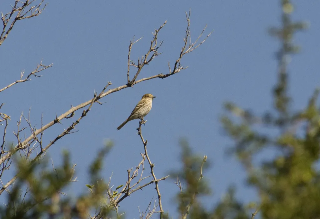 灰霸鹟(Knipolegus striaticeps)