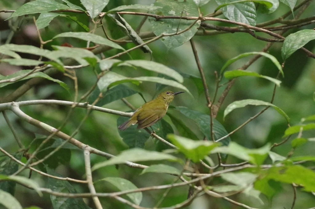 蓝枕花蜜鸟(Kurochkinegramma hypogrammicum)
