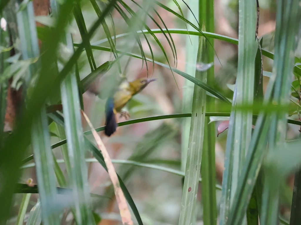蓝枕花蜜鸟(Kurochkinegramma hypogrammicum)