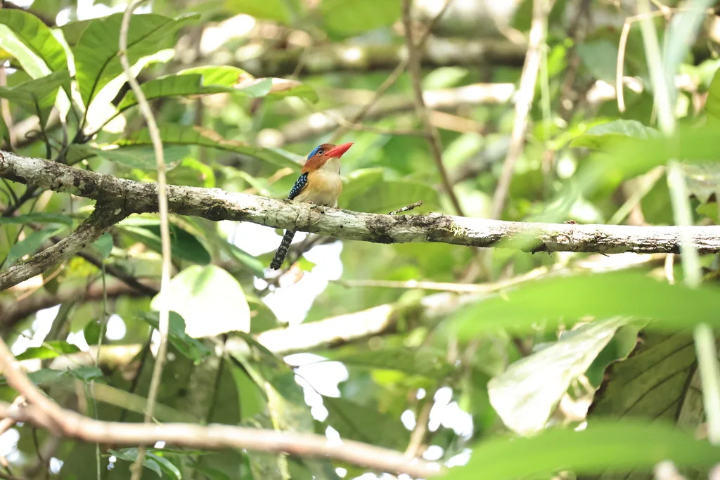 横斑翠鸟(Lacedo pulchella)