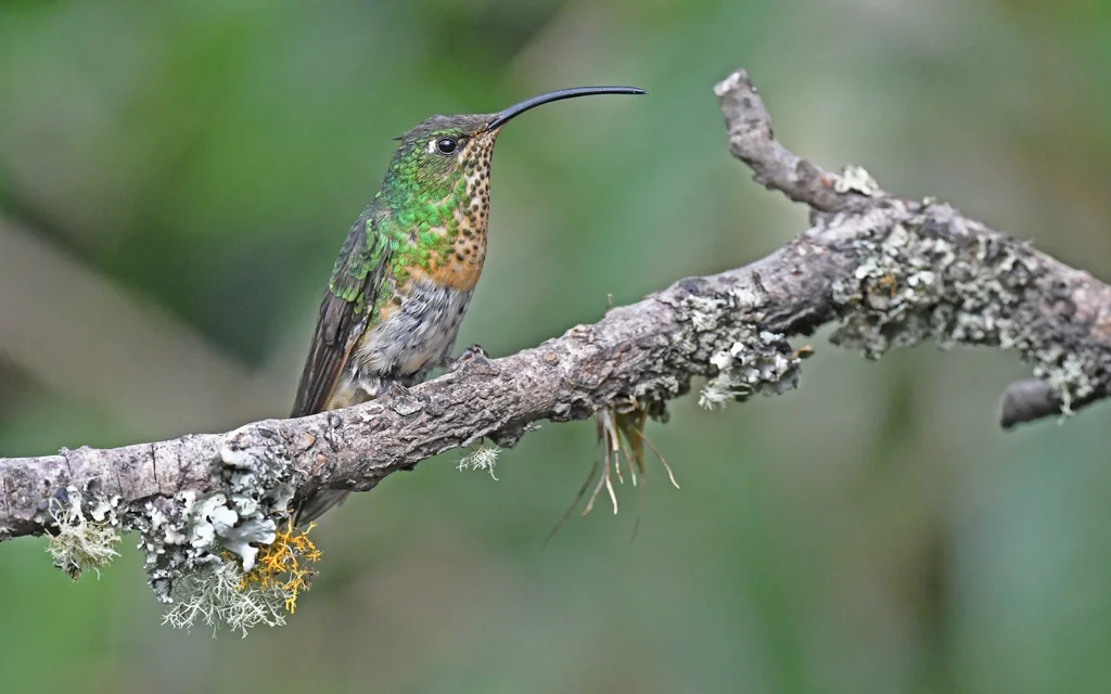 绒胸蜂鸟(Lafresnaya lafresnayi)