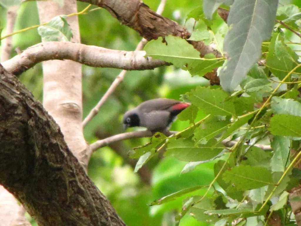 黑脸火雀(Lagonosticta larvata)