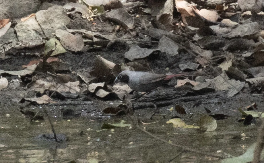 黑脸火雀(Lagonosticta larvata)