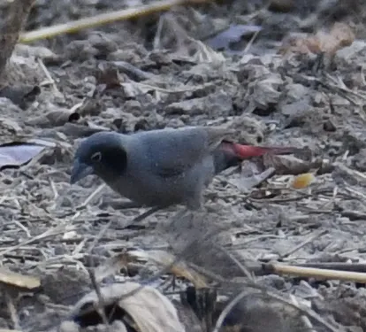黑脸火雀(Lagonosticta larvata)