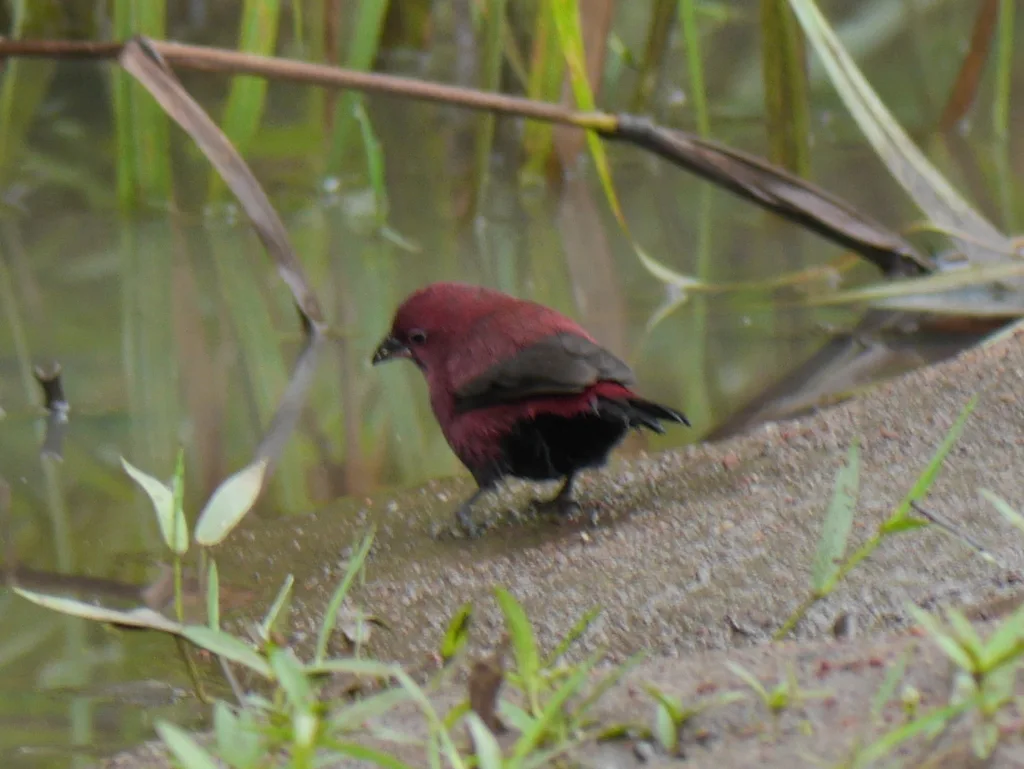 黑腹火雀(Lagonosticta rara)