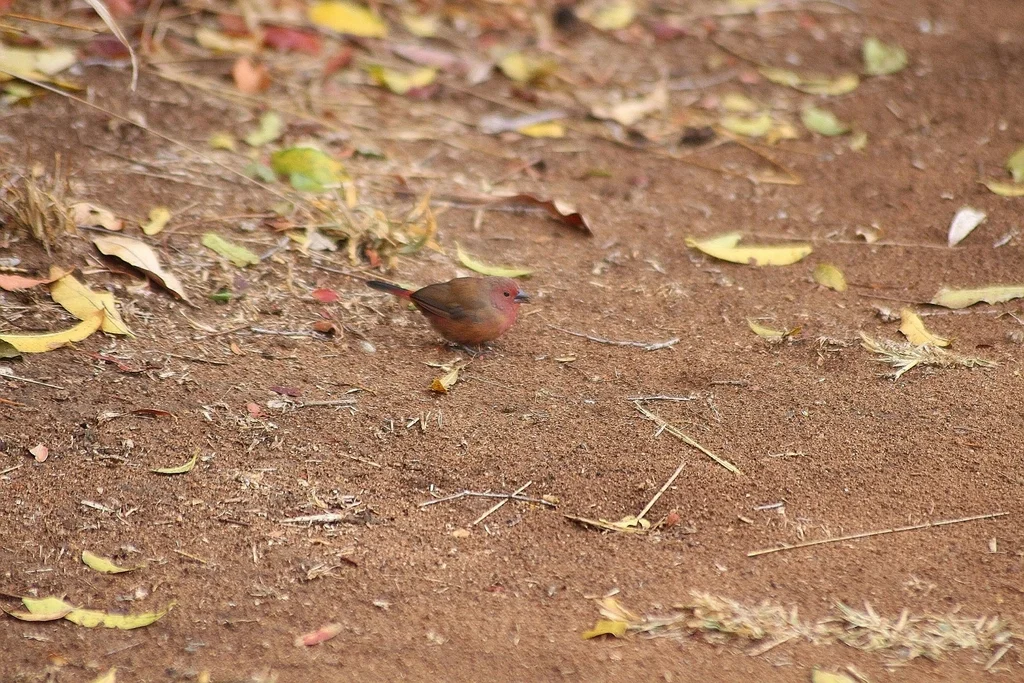 红腹火雀（Lagonosticta rhodopareia）