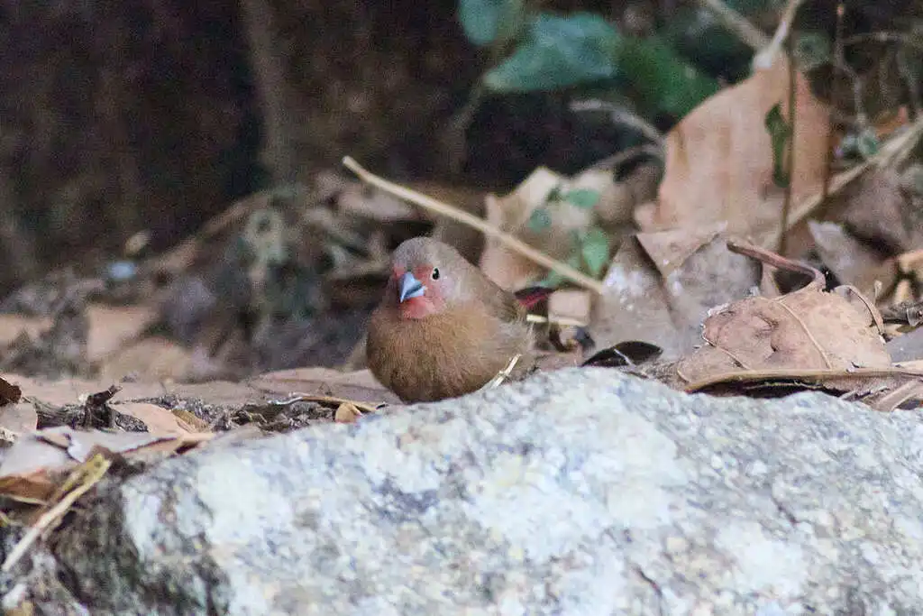 红腹火雀（Lagonosticta rhodopareia）