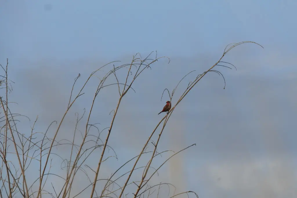 红腹火雀（Lagonosticta rhodopareia）