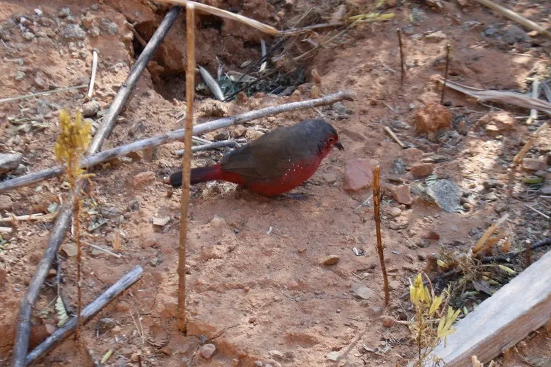灰顶火雀(Lagonosticta rubricata)