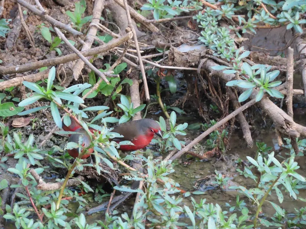 灰顶火雀(Lagonosticta rubricata)