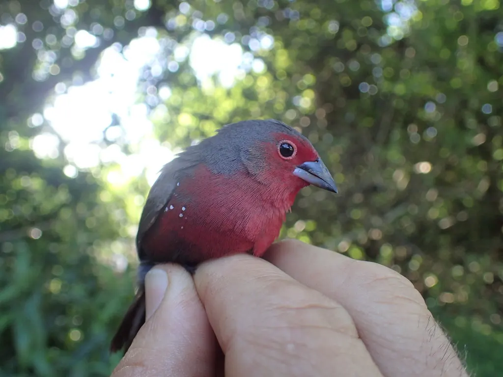 灰顶火雀(Lagonosticta rubricata)