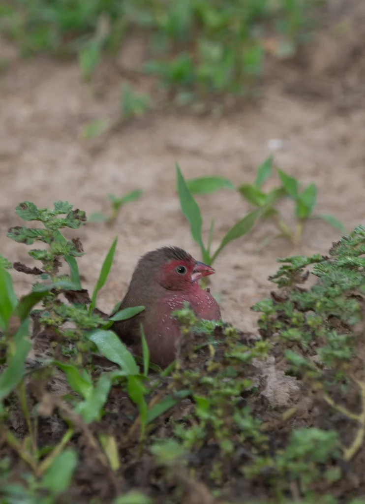 斑胸火雀(Lagonosticta rufopicta)