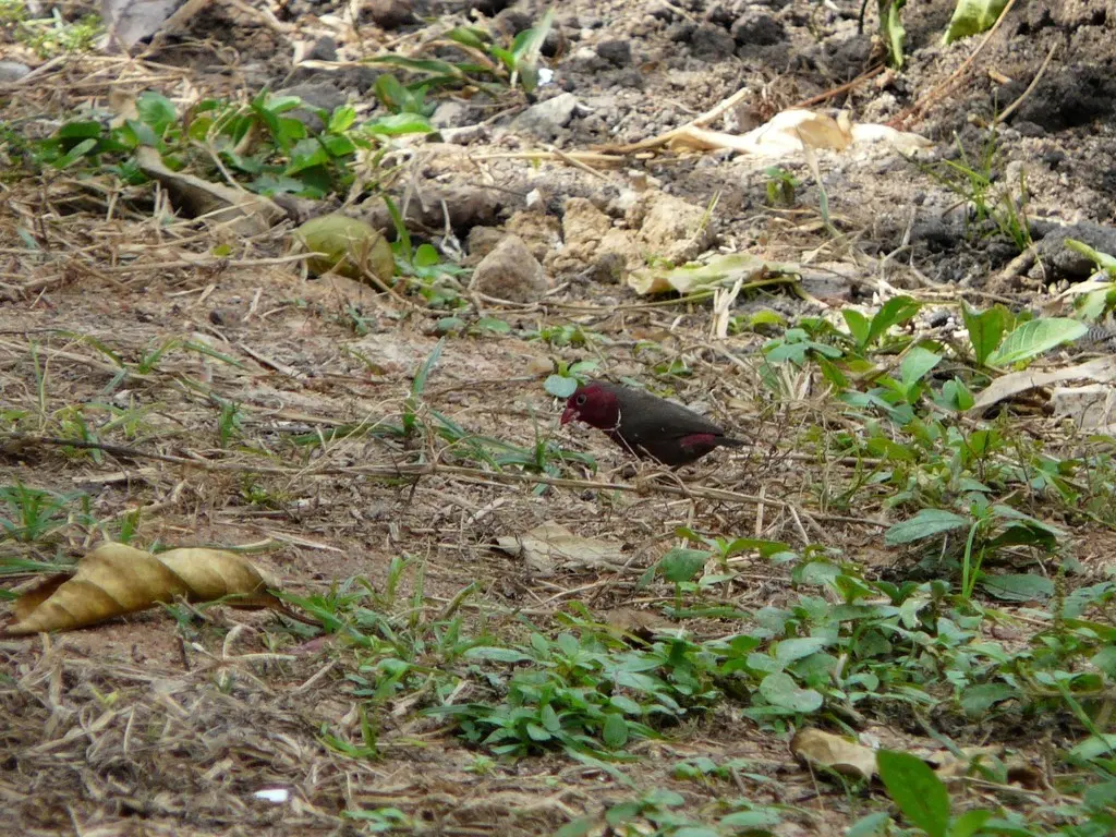 斑胸火雀(Lagonosticta rufopicta)