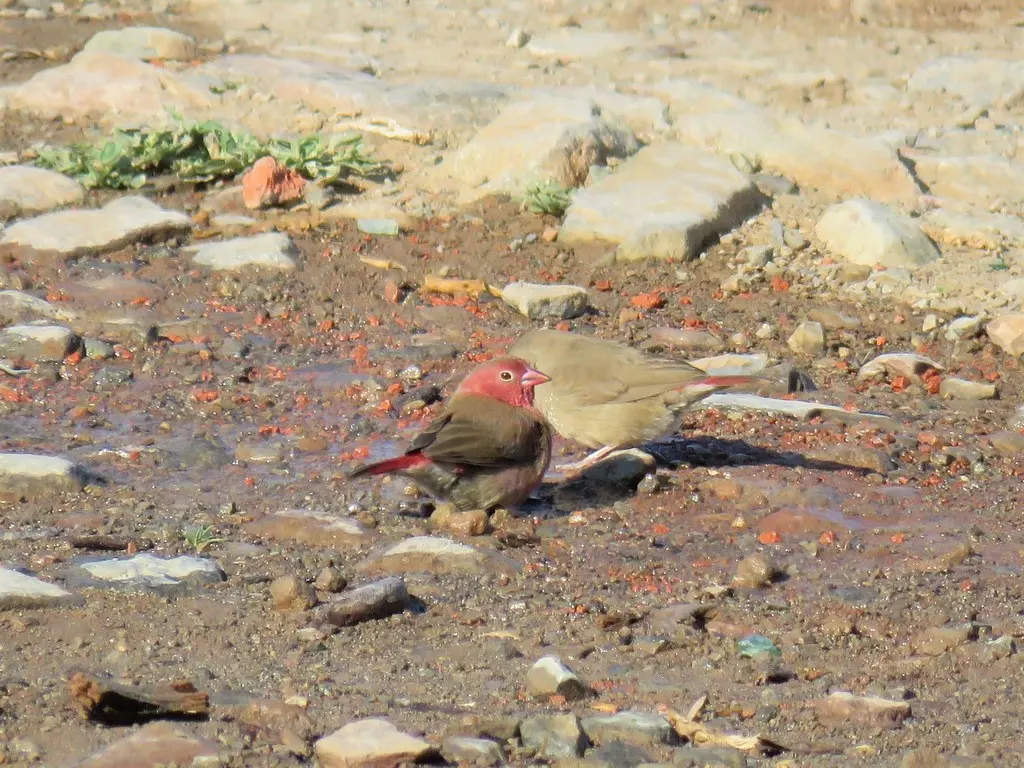 红嘴火雀(Lagonosticta senegala)