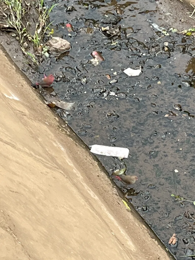 红嘴火雀(Lagonosticta senegala)