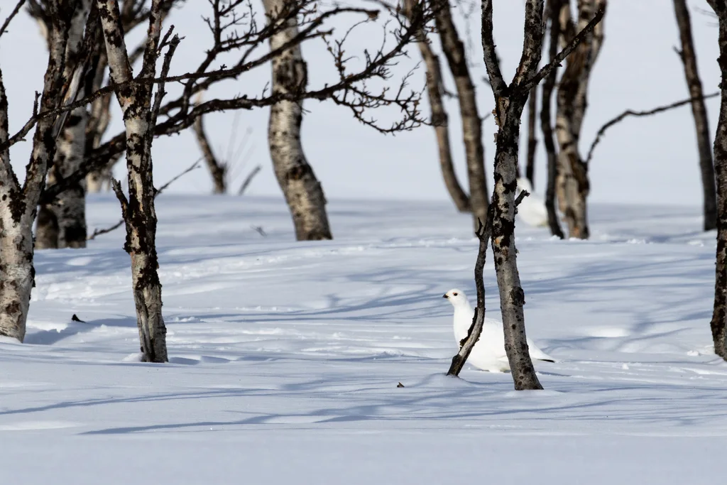 柳雷鸟(Lagopus lagopus)